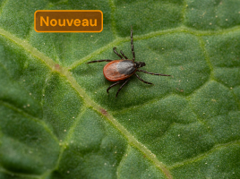 Tiques : conseil officinal et bon usage des antibiotiques